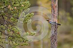 Eurasian Jay - Garrulus glandarius