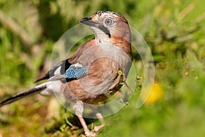 Eurasian jay (Garrulus glandarius