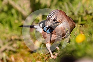 Eurasian jay (Garrulus glandarius