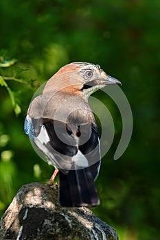 Eurasian jay (Garrulus glandarius