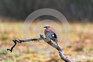 Eurasian Jay (Garrulus glandarius)