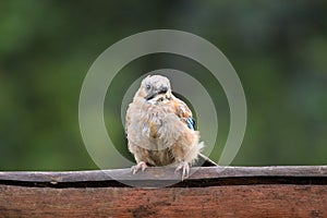 Eurasian Jay (Garrulus glandarius)