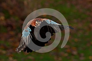 Eurasian jay Garrulus glandarius