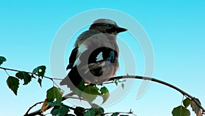 Eurasian Jay, Garrulus Glandarius, Bird on a branch