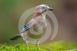 Eurasian jay, Garrulus glandarius, bird close-up