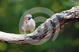 Eurasian jay Garrulus glandarius on the branch with green background.Forest bird atypically in the garden in free space photo