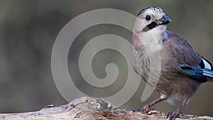 Eurasian jay Garrulus glandarius. Close up