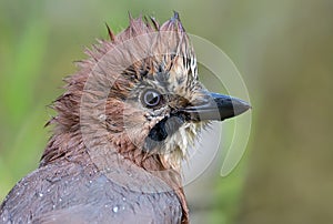 Eurasian Jay garrulus glandarius close wet head portrait with feathers in irokez