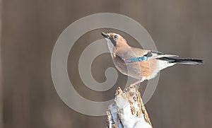 Eurasian Jay - Garrulus glandarius - in early spring