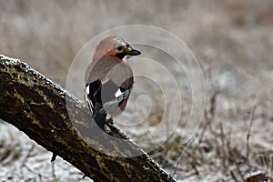 Eurasian jay, Garrulus glandarius