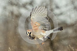 Eurasian jay Garrulus glandarius in flight with prey in beak