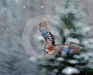 Eurasian jay, Garrulus glandarius flying in falling snow