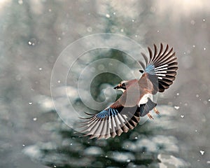 Eurasian jay, Garrulus glandarius flying in falling snow