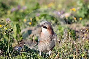 Eurasian jay or Garrulus glandarius passerine bird in the crow family in the green natural environment eating peanuts