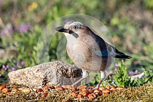 Eurasian jay or Garrulus glandarius passerine bird in the crow family in the green natural environment eating peanuts