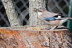 Eurasian jay or Garrulus glandarius passerine bird in the crow family in the green natural environment eating peanuts