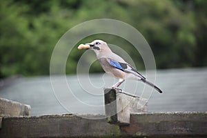 Eurasian Jay / Garrulus glandarius with peanut