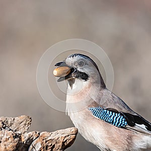 Eurasian jay Garrulus glandarius portrait close up