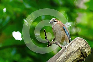 Eurasian Jay (Garrulus glandarius) with it's head cocked to the side looking curiously at camera