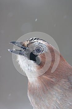 Eurasian jay