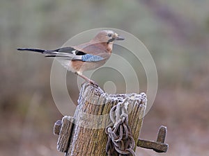 Eurasian jay, Garrulus glandarius photo