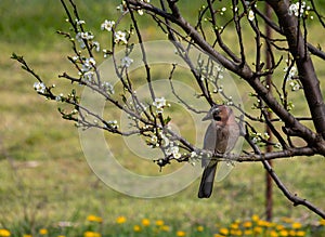 Eurasian jay, garrulus glandarius, sits on a branch of a flowering plum tree