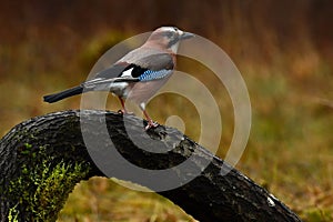 Eurasian jay, Garrulus glandarius