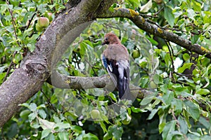 Jay Garrulus Glandarius sediaci na konári jablone