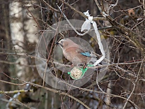 The Eurasian jay (Garrulus glandarius) sitting on a bird feeder fat ball in a green net hanging in the tree in winter