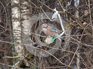 The Eurasian jay (Garrulus glandarius) sitting on a bird feeder fat ball in a green net hanging in the tree in winter