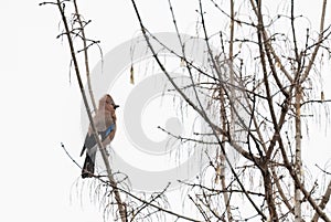 Eurasian Jay & x28;Garrulus glandarius& x29; sitting on a branch