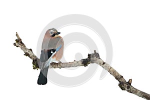 The Eurasian jay Garrulus glandarius sitting on the branch with white background. European jay with blue wings on the branch.