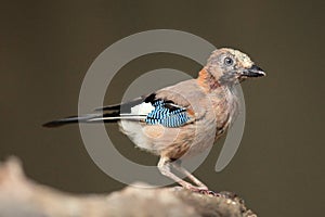 Sojka garrulus glandarius sedící na suché větvi s tmavým pozadím