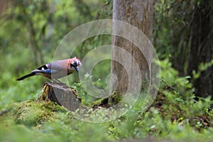 The Eurasian Jay Garrulus glandarius sitting on the stamp in  green forest