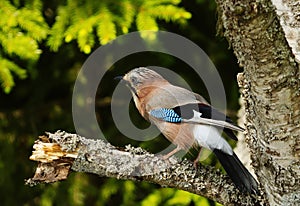 Eurasian jay (Garrulus glandarius) sitting in a tree