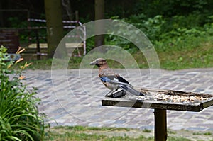 Eurasian jay, Garrulus glandarius, sitting on winter feeder with a nut in its beak