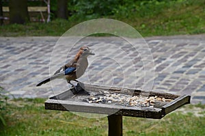 Eurasian jay, Garrulus glandarius, sitting on winter feeder with a nut in its beak