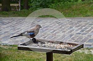 Eurasian jay, Garrulus glandarius, sitting on winter feeder with a nut in its beak