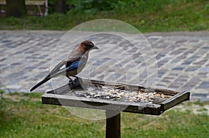 Eurasian jay, Garrulus glandarius, sitting on winter feeder with a nut in its beak