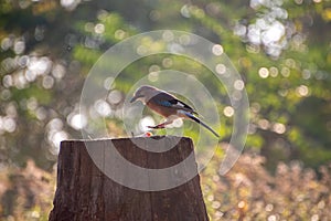 The Eurasian jay, Garrulus glandarius, is a species of passerine bird in the crow family Corvidae