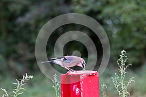 Eurasian jay Garrulus glandarius. In the wild in the autumn forest. Close up. A bird with corn in its beak