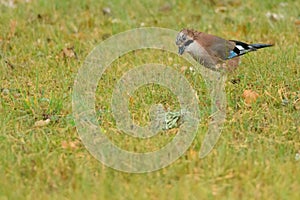 Eurasian Jay on the grass