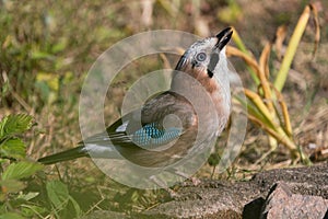 Eurasian jay on the ground