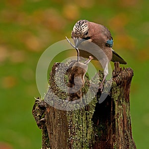 Eurasian jay have caught a The wood Mouse