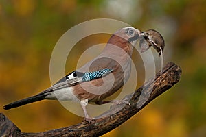 Eurasian jay have caught a The wood Mouse