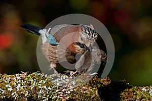 Eurasian jay have caught a The wood Mouse