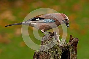 Eurasian jay have caught a The wood Mouse