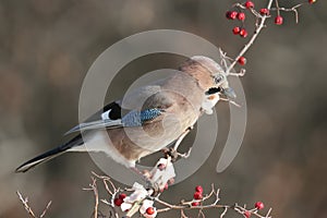 Eurasian jay on the hawthorn berries