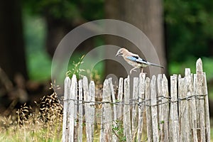 Eurasian Jay hopping along a fence
