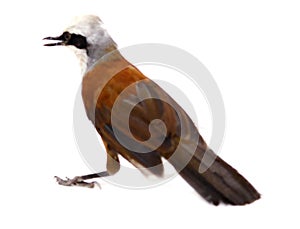 Eurasian jay on white